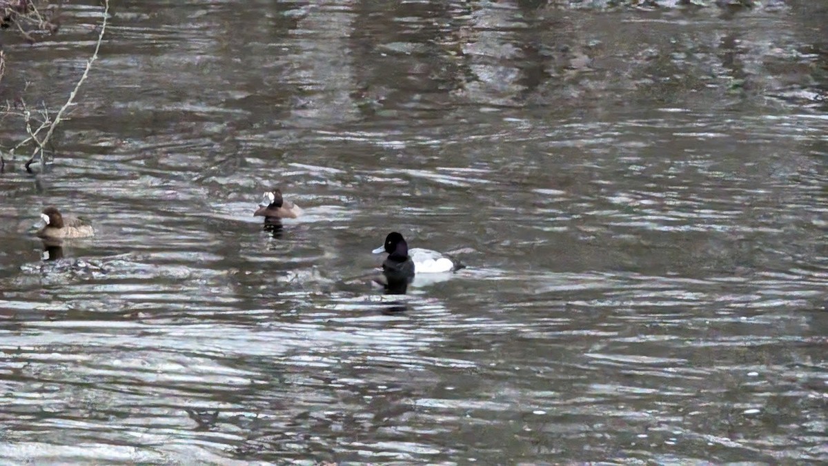 Greater/Lesser Scaup - ML615558574