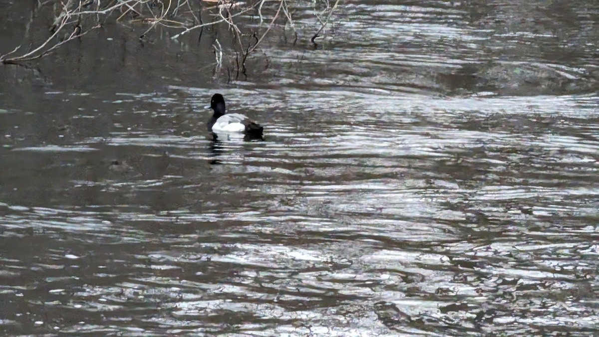 Greater/Lesser Scaup - ML615558575
