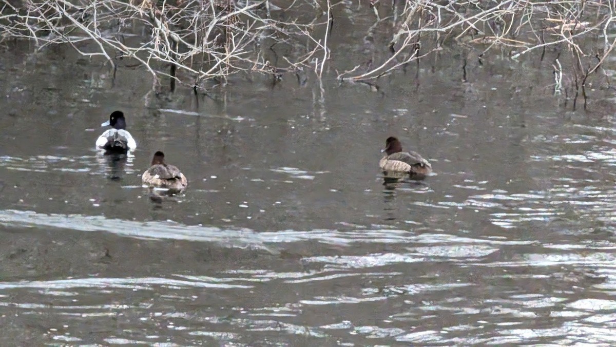 Greater/Lesser Scaup - ML615558576