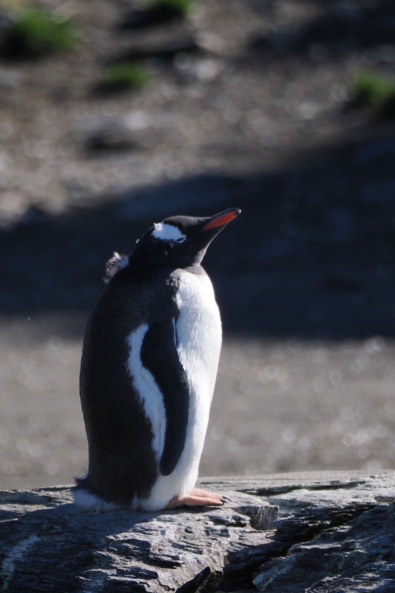Gentoo Penguin - ML615558676