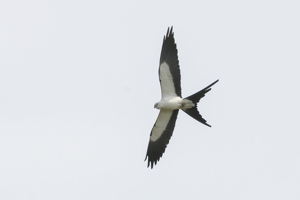 Swallow-tailed Kite - ML615558677