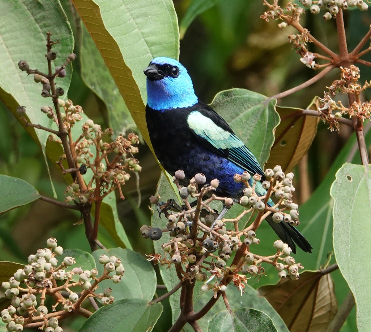 Blue-necked Tanager - ML615558723