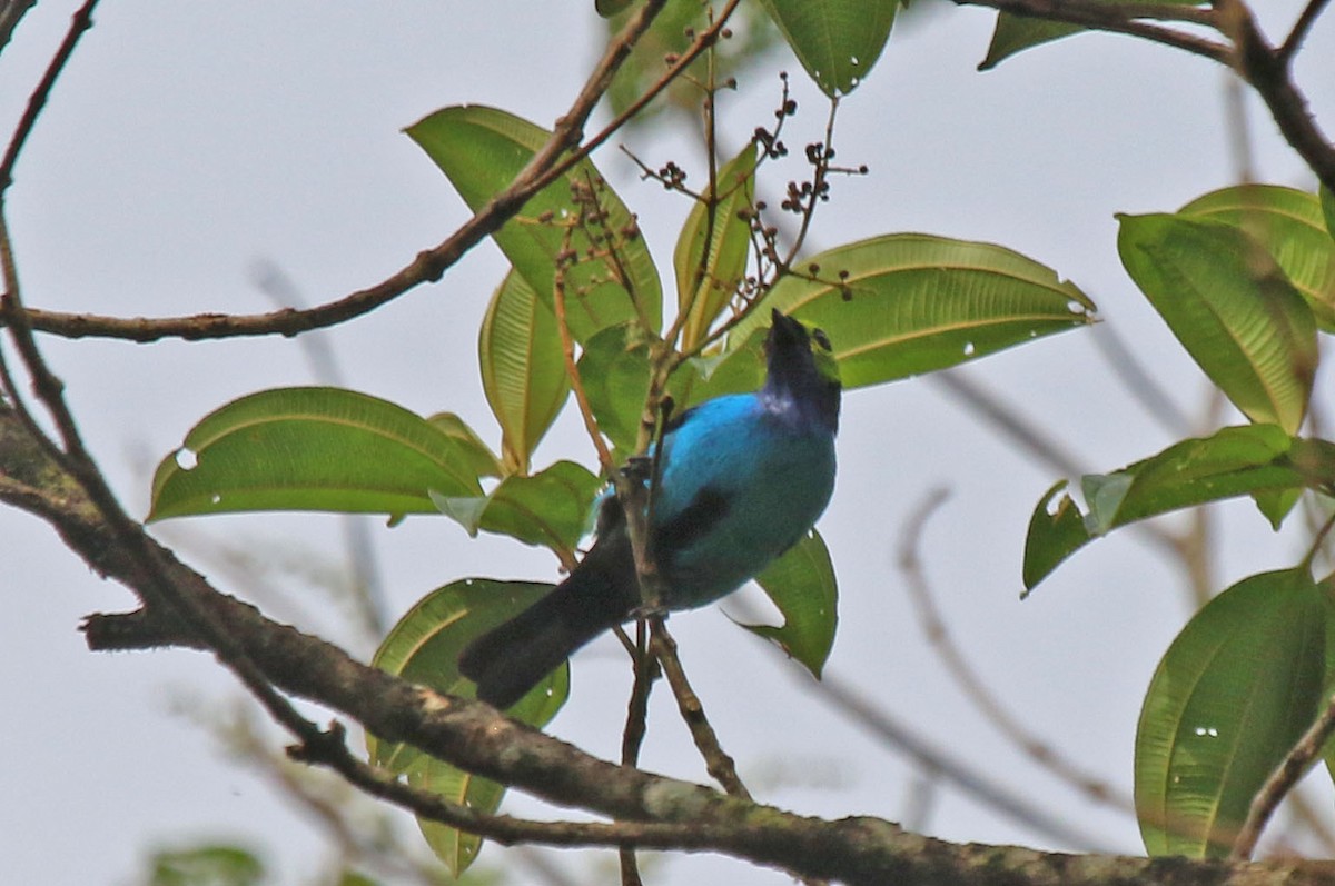 Paradise Tanager - ML615558725