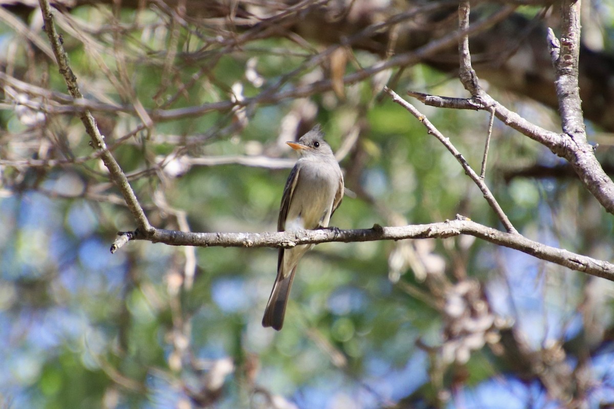 Greater Pewee (Mexican) - ML615558817