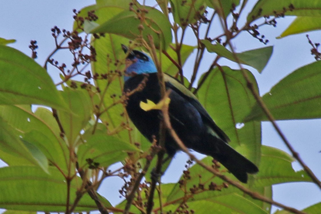 Blue-necked Tanager - ML615558886