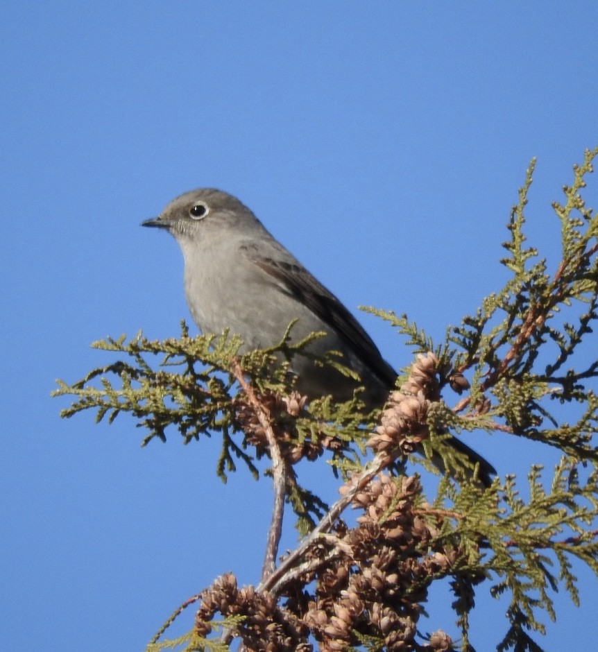Townsend's Solitaire - ML615558919