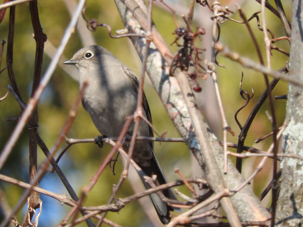 Townsend's Solitaire - ML615558920