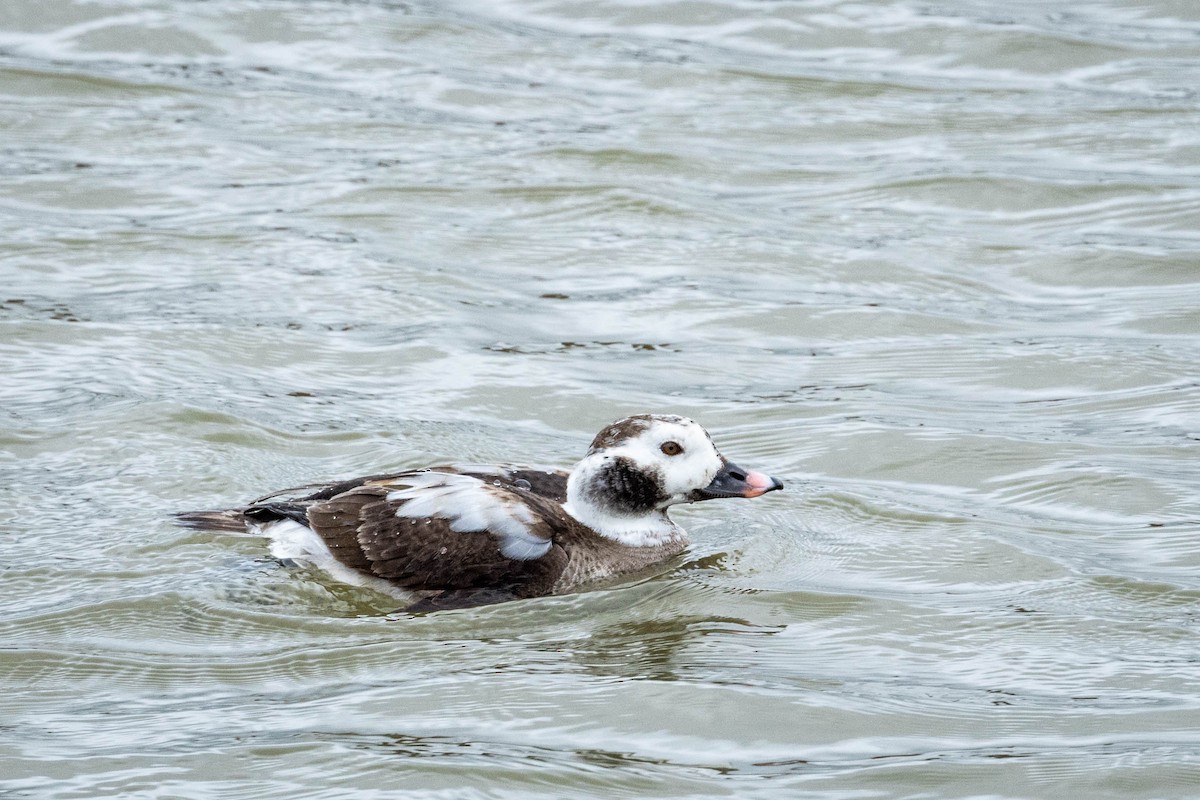 Long-tailed Duck - ML615558976