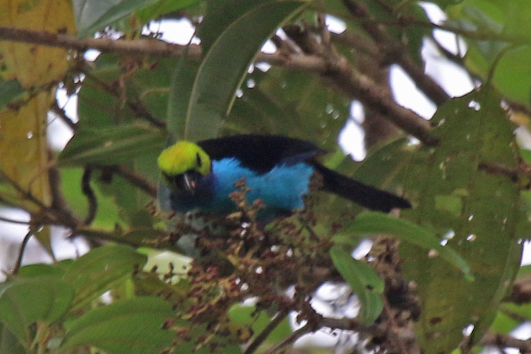 Paradise Tanager - ML615558977