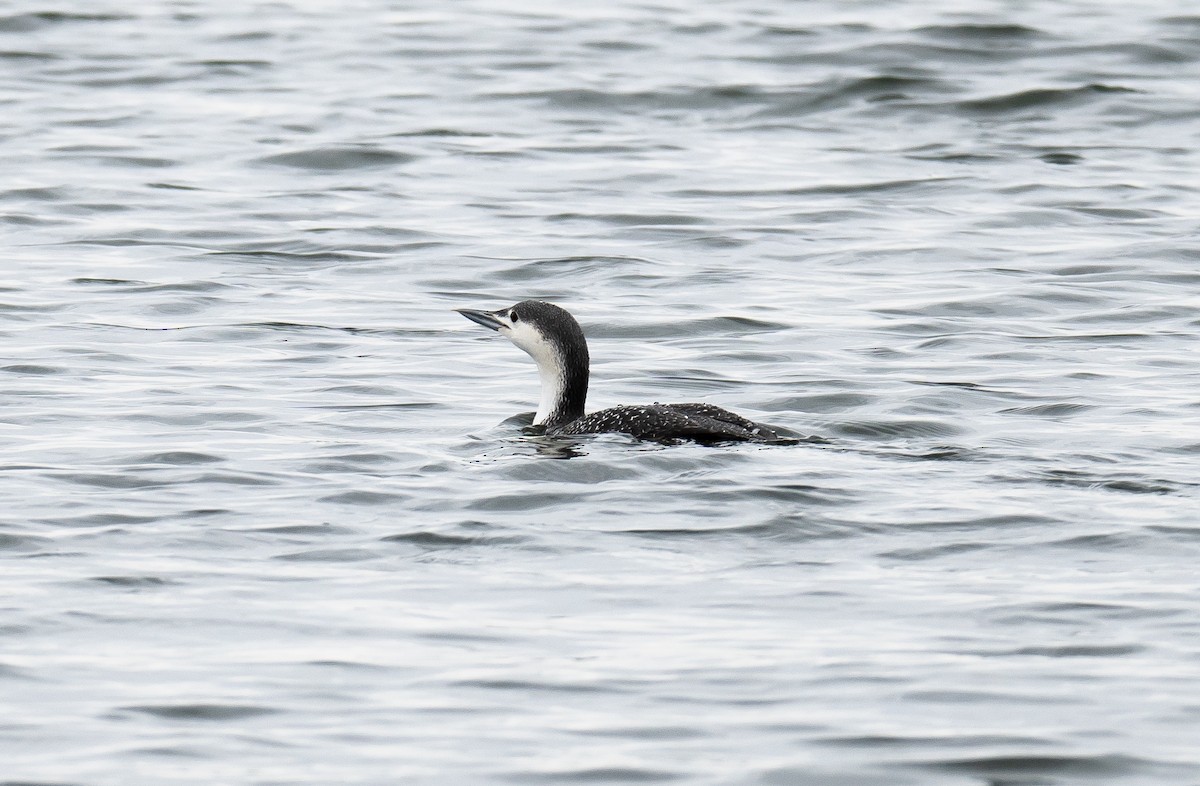 Red-throated Loon - ML615559147