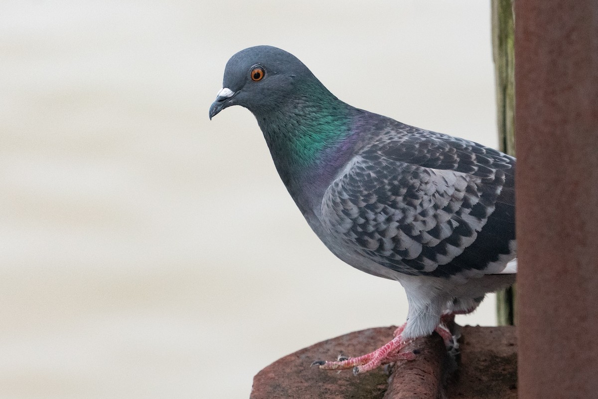 Rock Pigeon (Feral Pigeon) - ML615559156