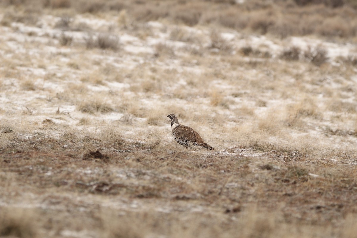 Greater Sage-Grouse - ML615559179