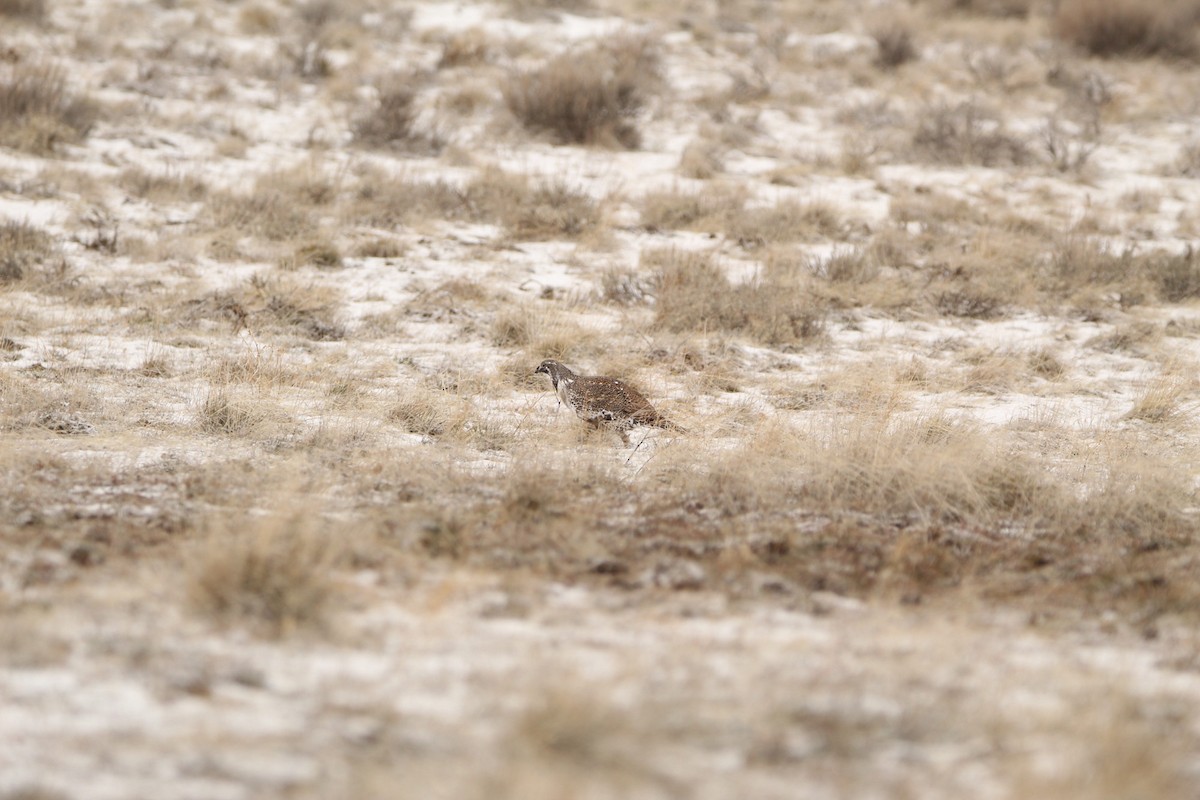 Greater Sage-Grouse - ML615559180