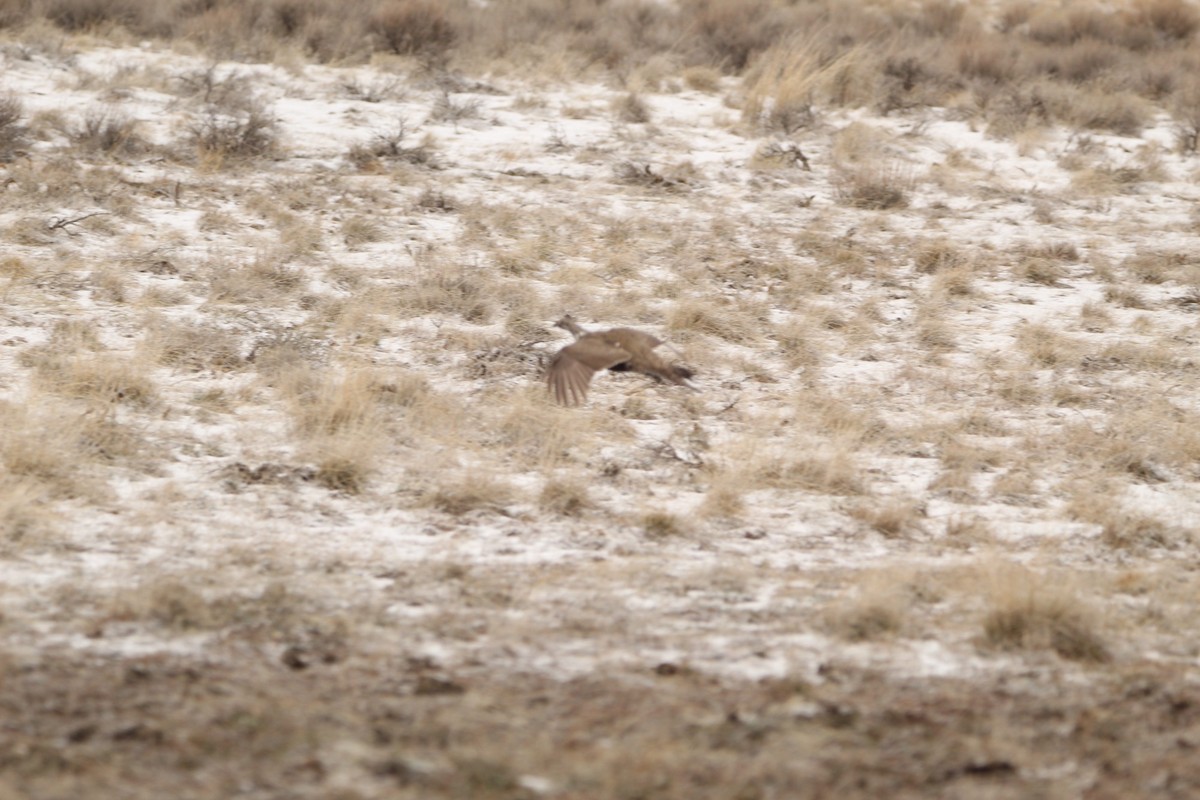 Greater Sage-Grouse - ML615559181