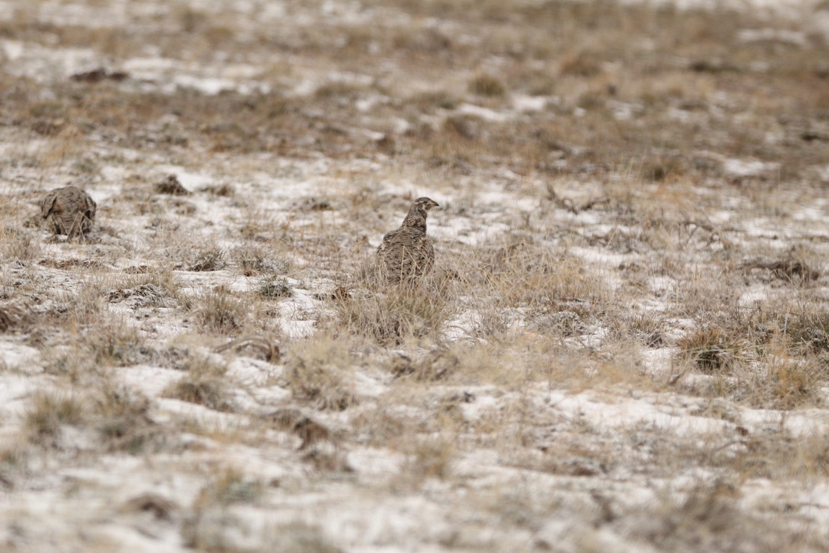 Greater Sage-Grouse - ML615559182