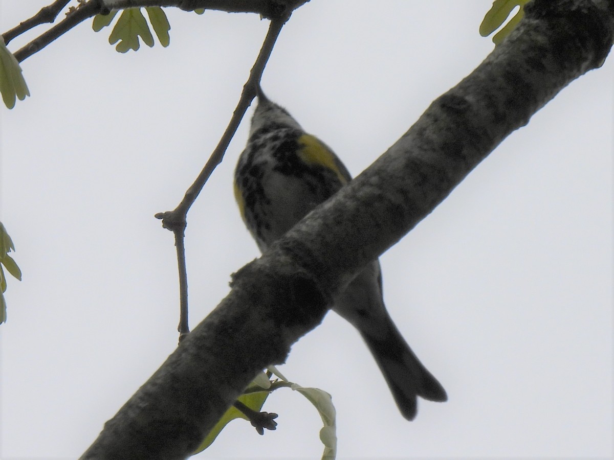Yellow-rumped Warbler (Myrtle) - ML615559374