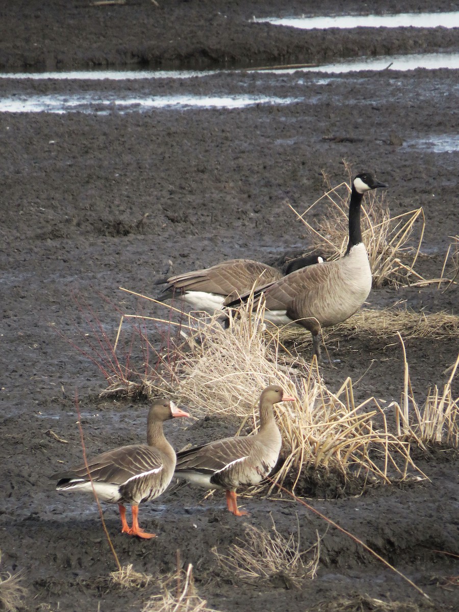Greater White-fronted Goose - ML615559396
