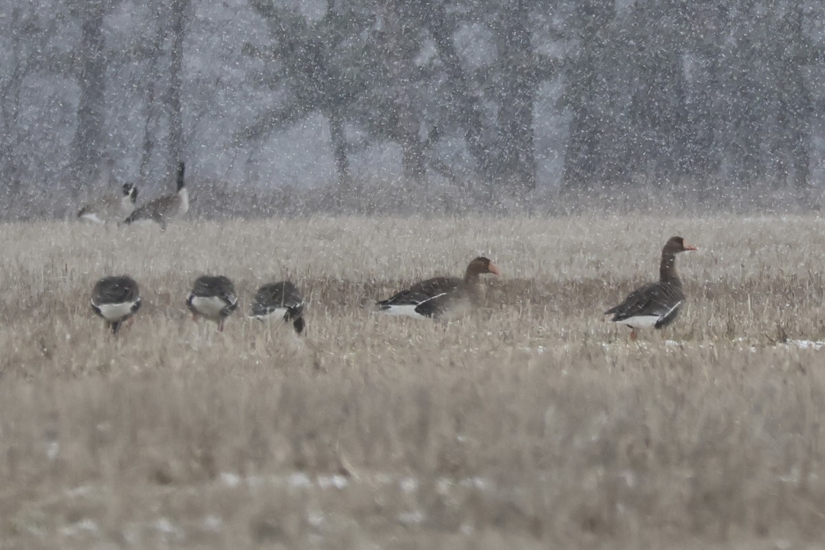 Greater White-fronted Goose - ML615559480