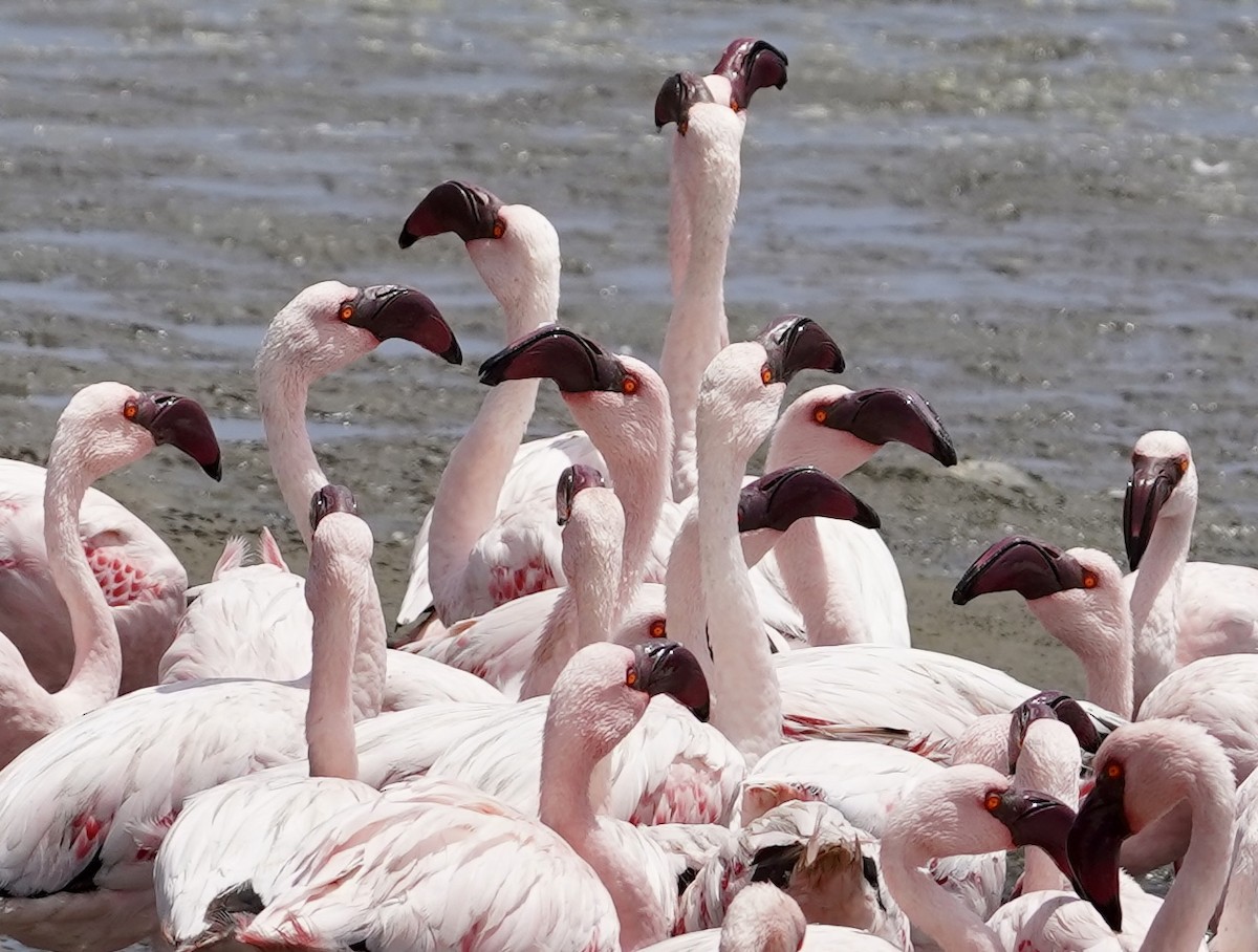 Lesser Flamingo - Daniel Winzeler