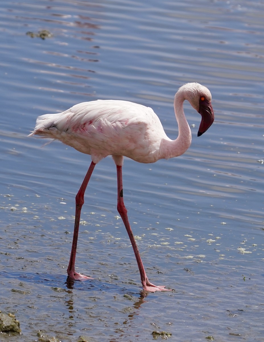 Lesser Flamingo - Daniel Winzeler