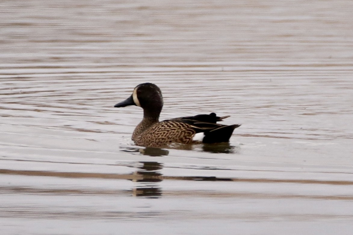 Blue-winged Teal - ML615559744