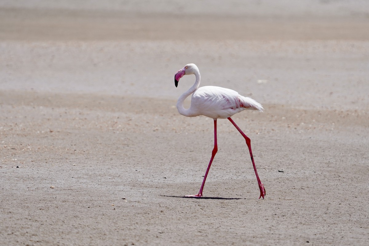 Greater Flamingo - Daniel Winzeler