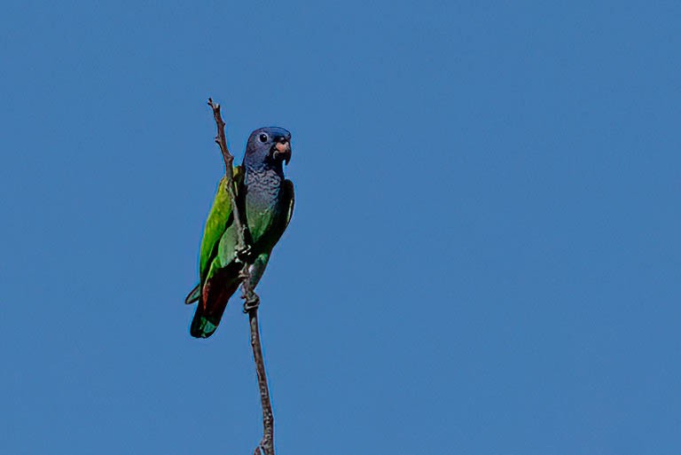 Blue-headed Parrot - ML615559841