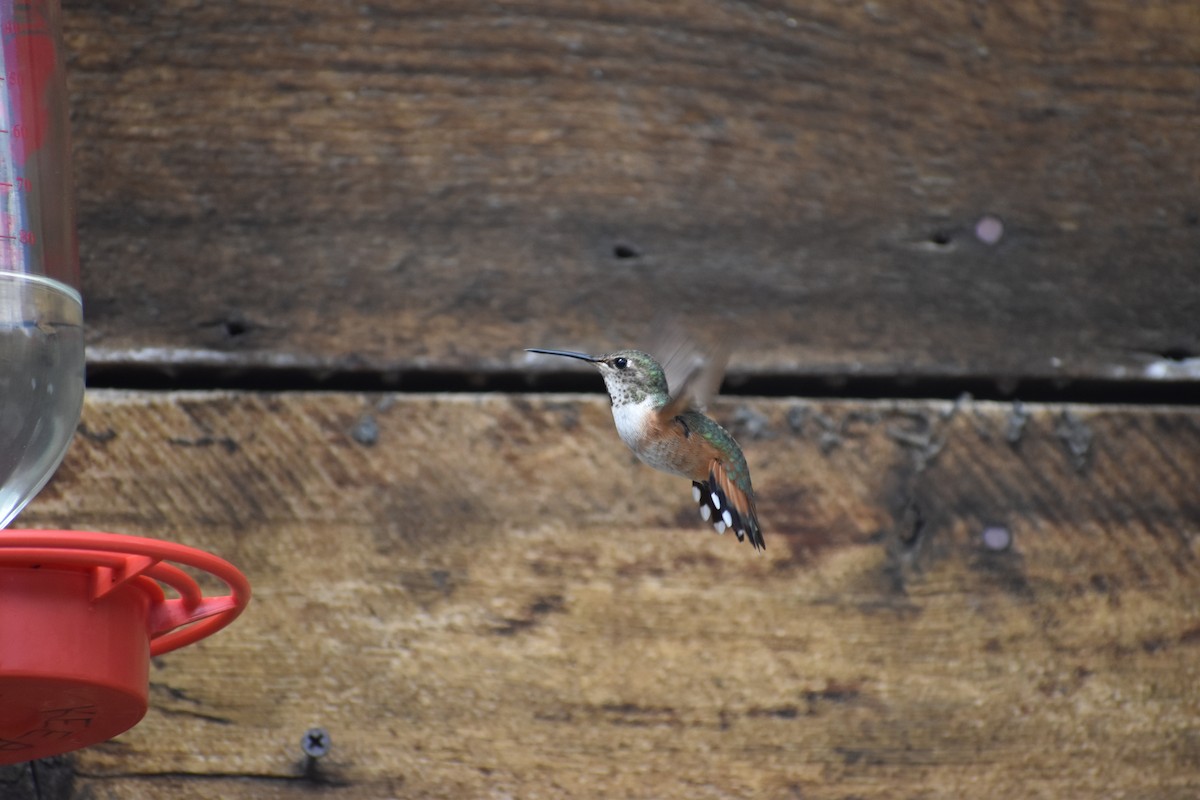 Rufous Hummingbird - ML615559855