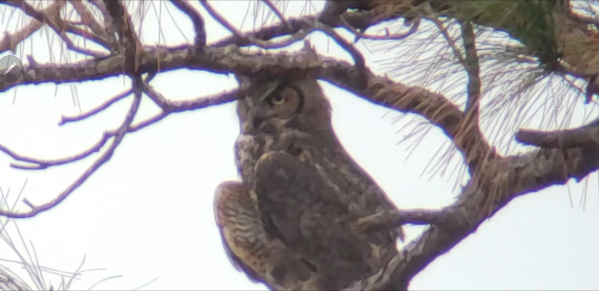 Great Horned Owl - ML615559881