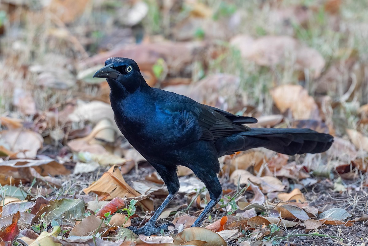 Great-tailed Grackle - ML615559882