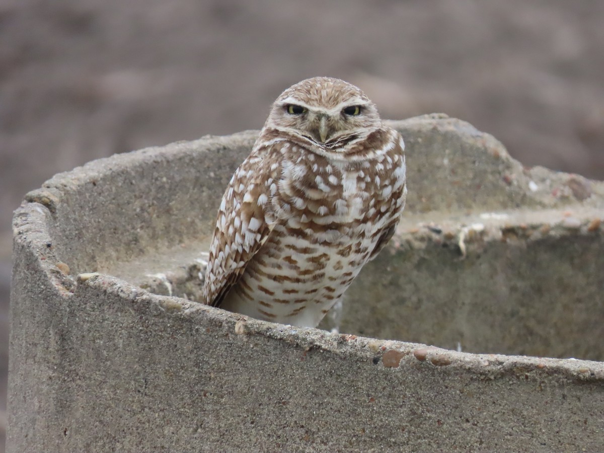 Burrowing Owl - ML615559884