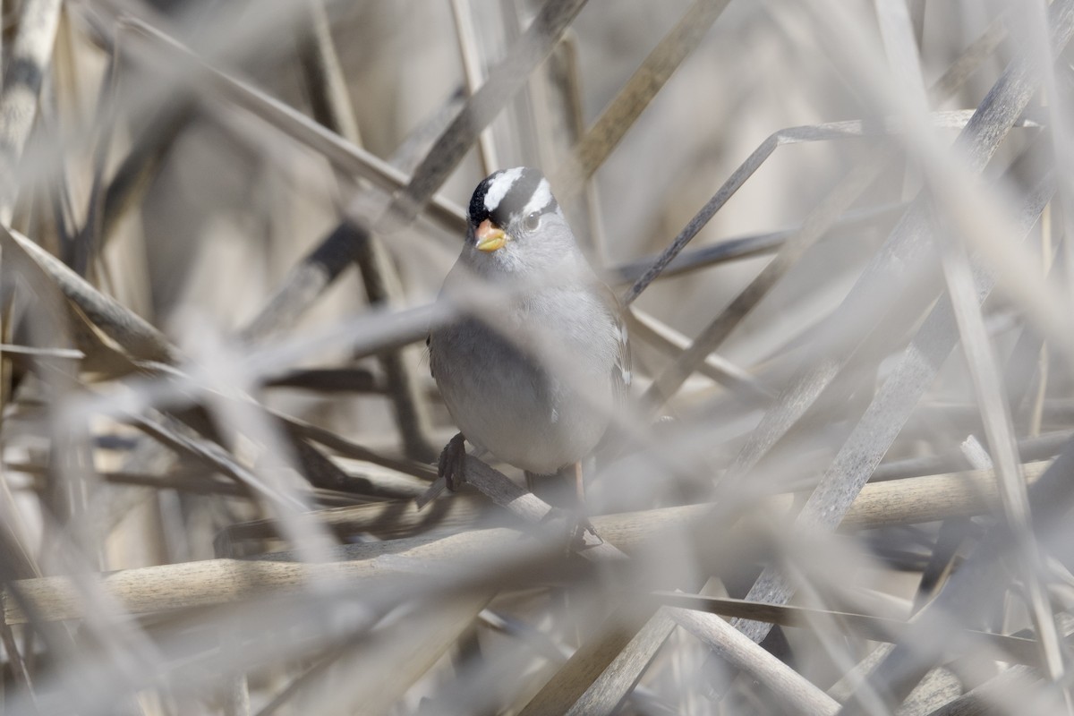White-crowned Sparrow (Gambel's) - ML615559921