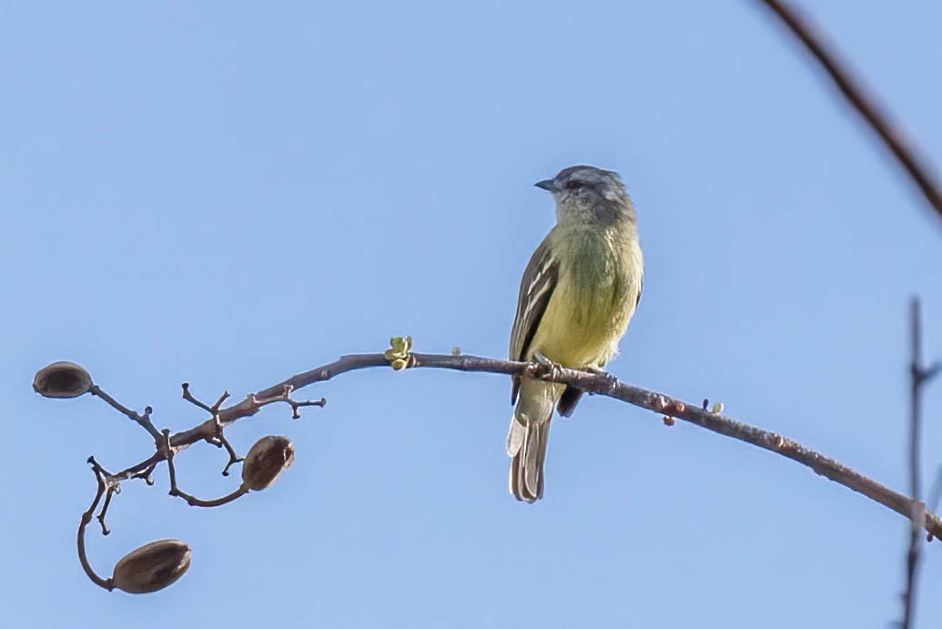Yellow-crowned Tyrannulet - ML615559994