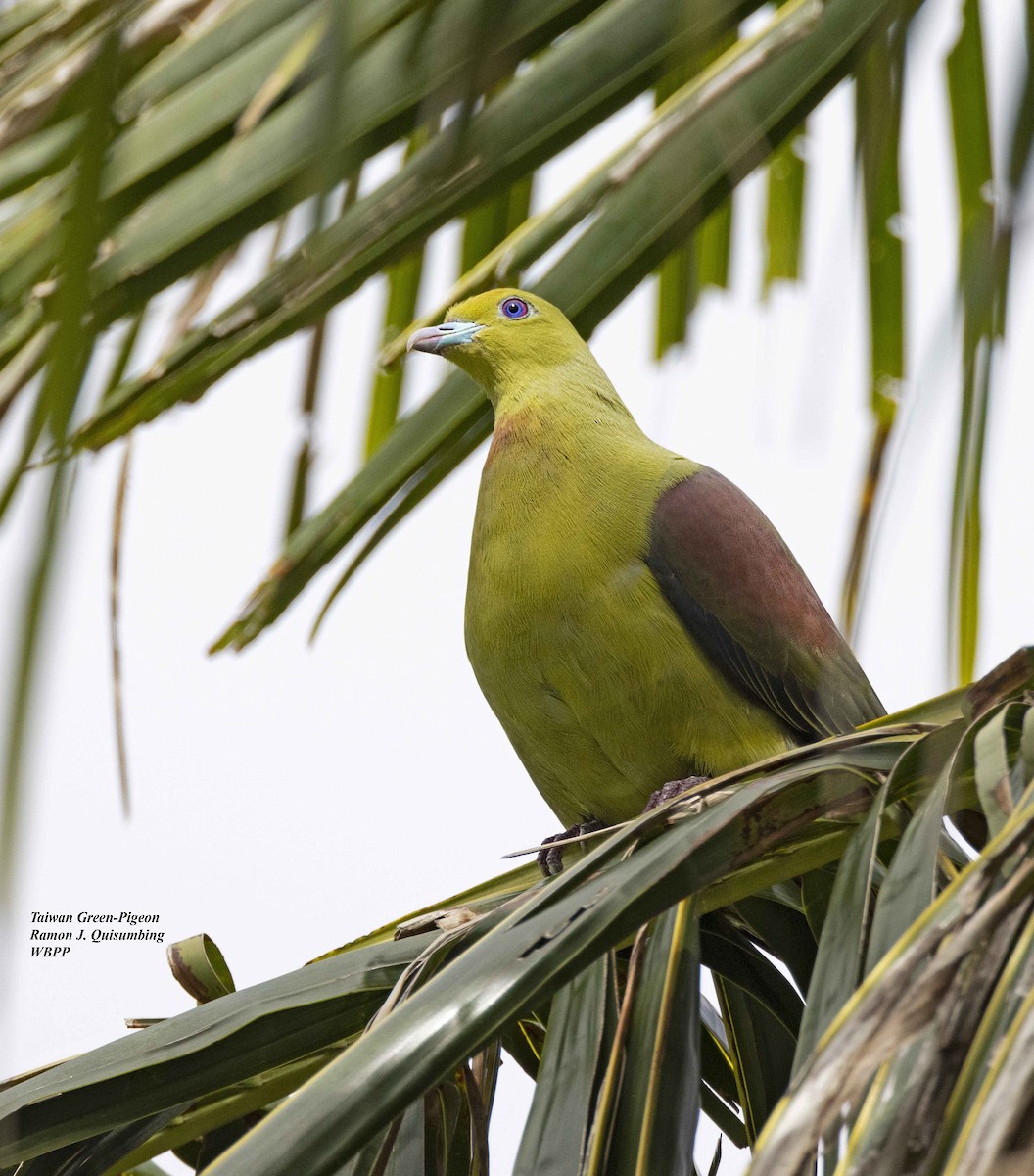 Whistling Green-Pigeon - Ramon Quisumbing