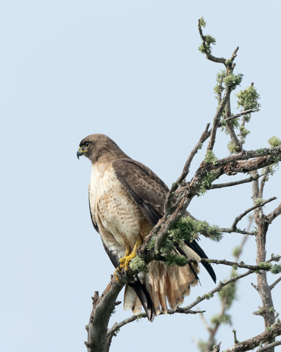 Red-tailed Hawk - ML615560280