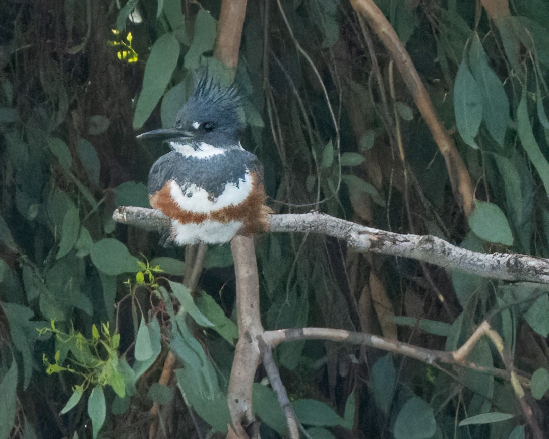 Belted Kingfisher - Sue Cook