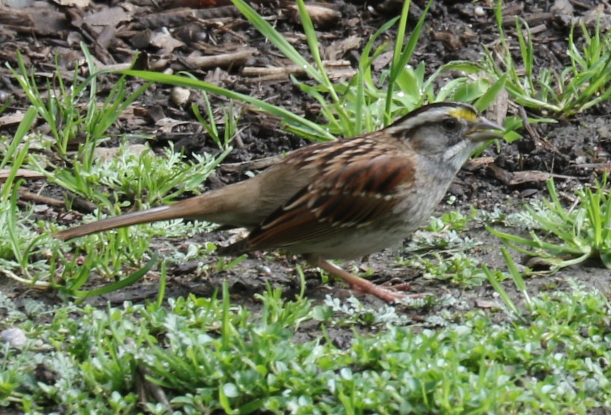 White-throated Sparrow - ML615560380