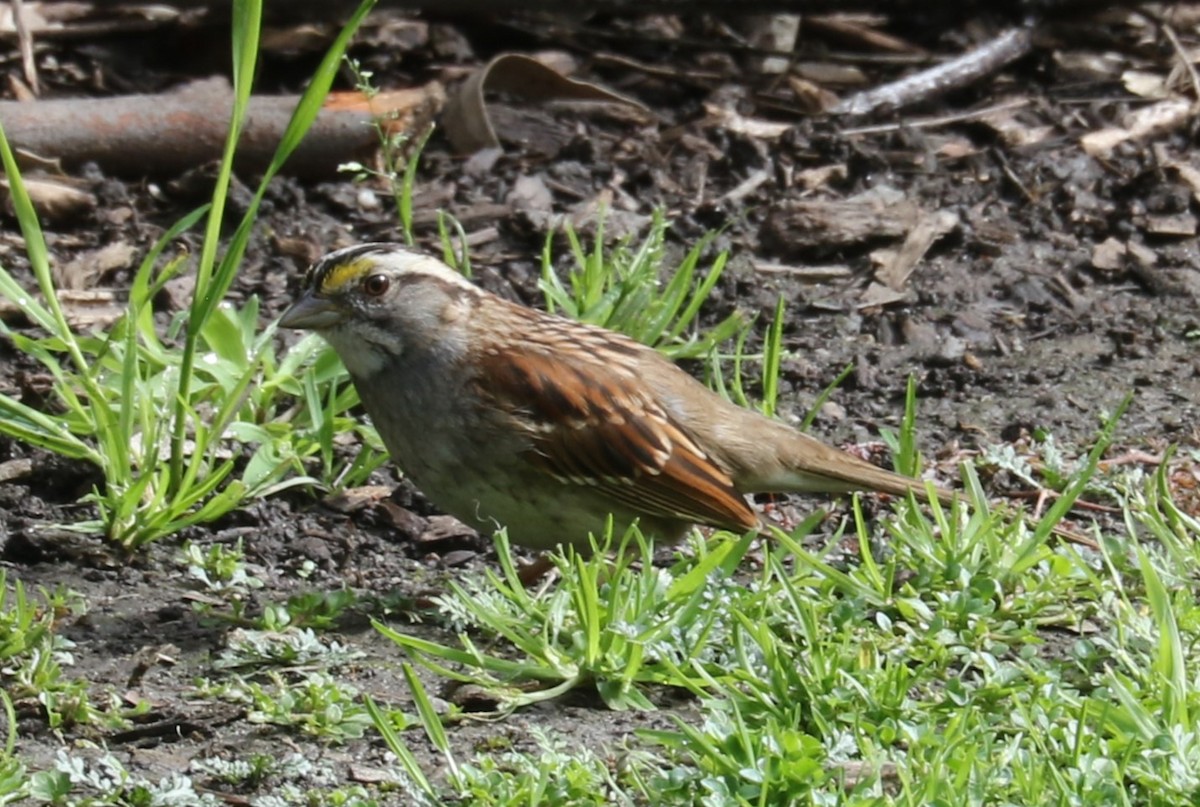 White-throated Sparrow - ML615560383