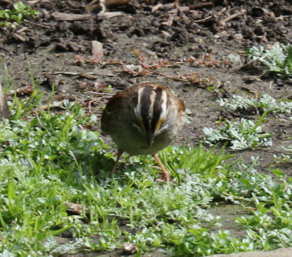 White-throated Sparrow - ML615560392