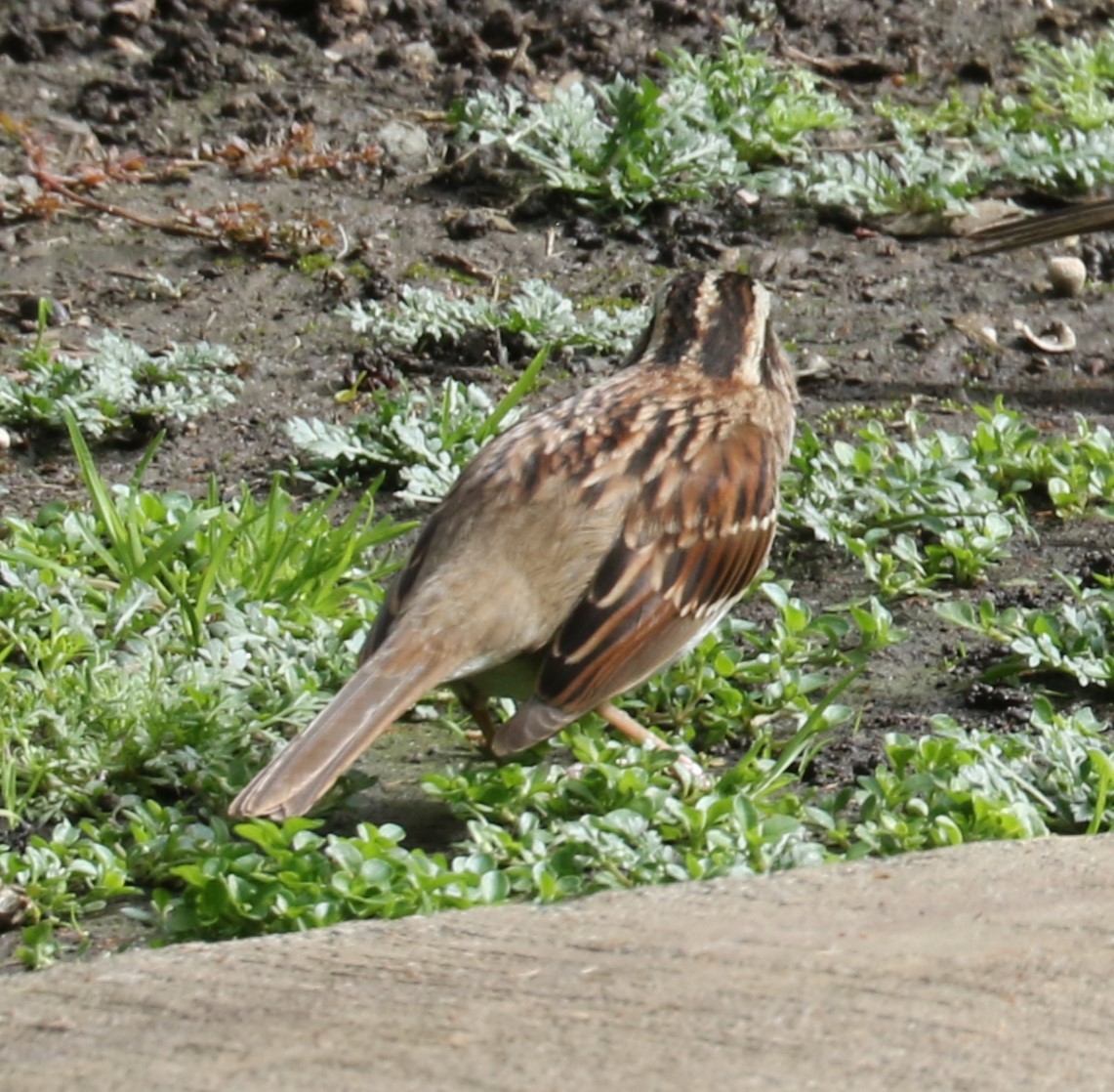 White-throated Sparrow - ML615560393