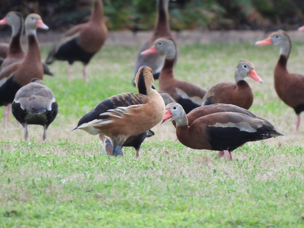 Fulvous Whistling-Duck - ML615560404