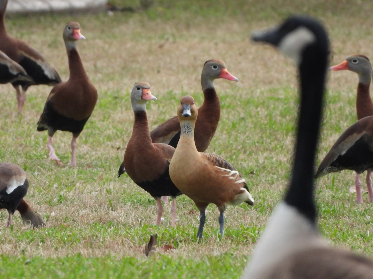 Fulvous Whistling-Duck - ML615560405