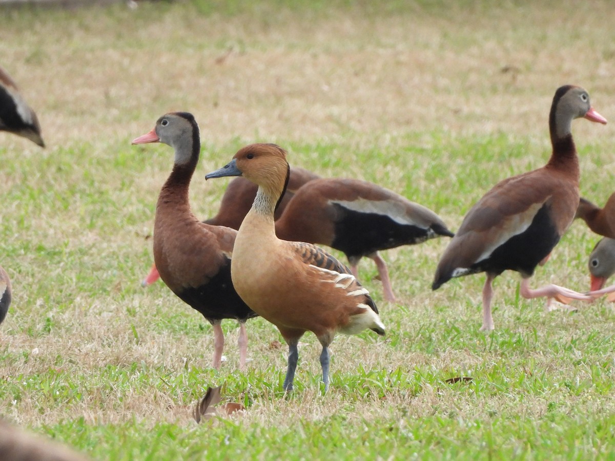 Fulvous Whistling-Duck - ML615560406