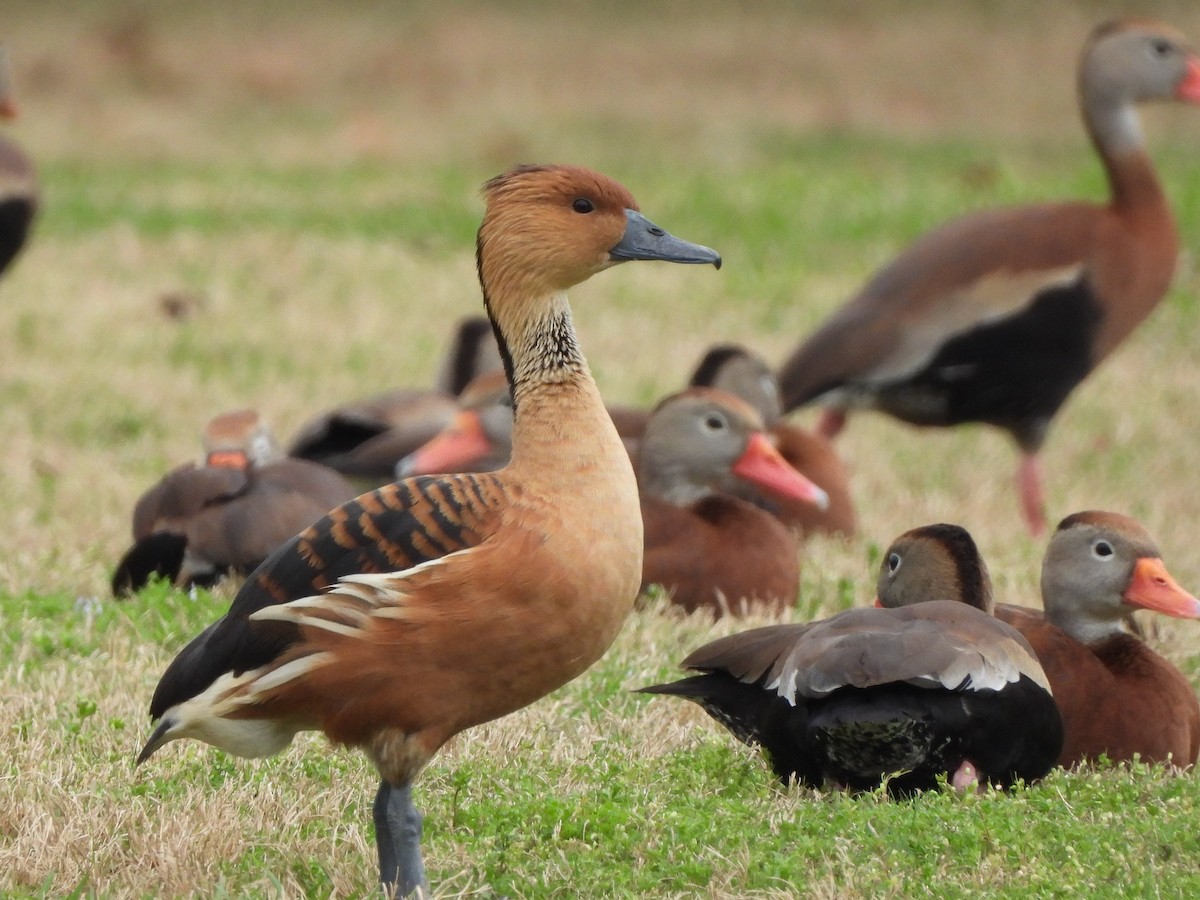 Fulvous Whistling-Duck - ML615560407