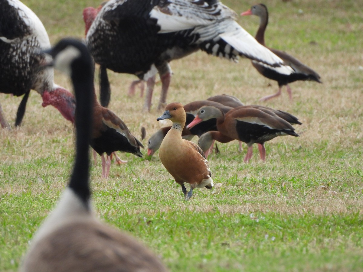 Fulvous Whistling-Duck - ML615560408
