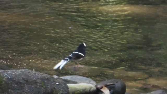 White-crowned Forktail - ML615560463