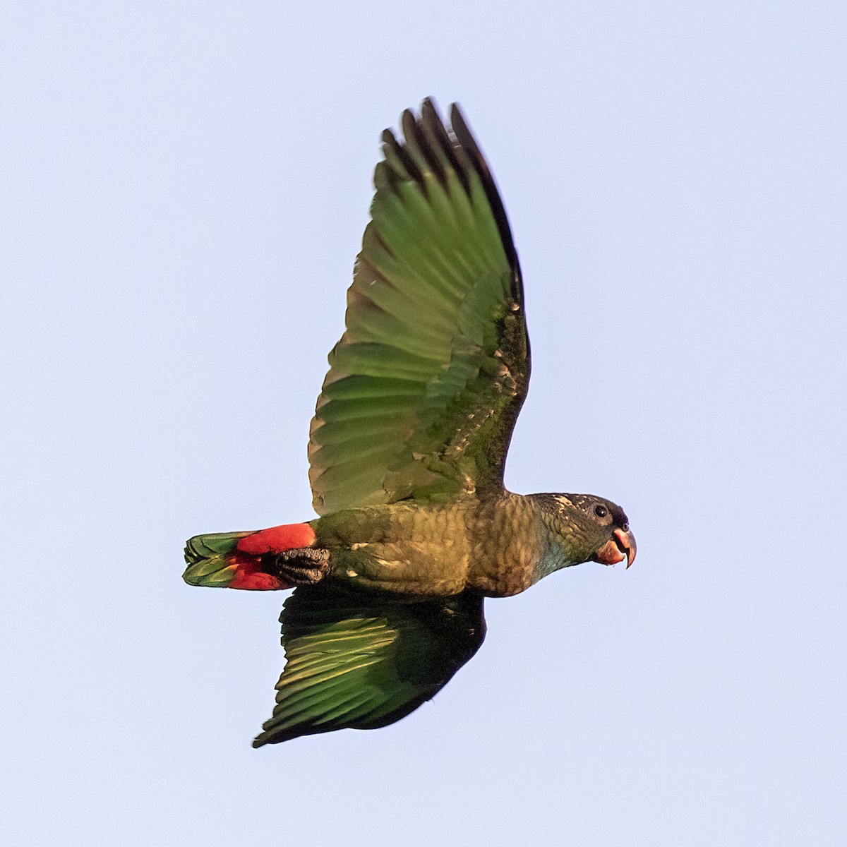 Red-billed Parrot - ML615560679