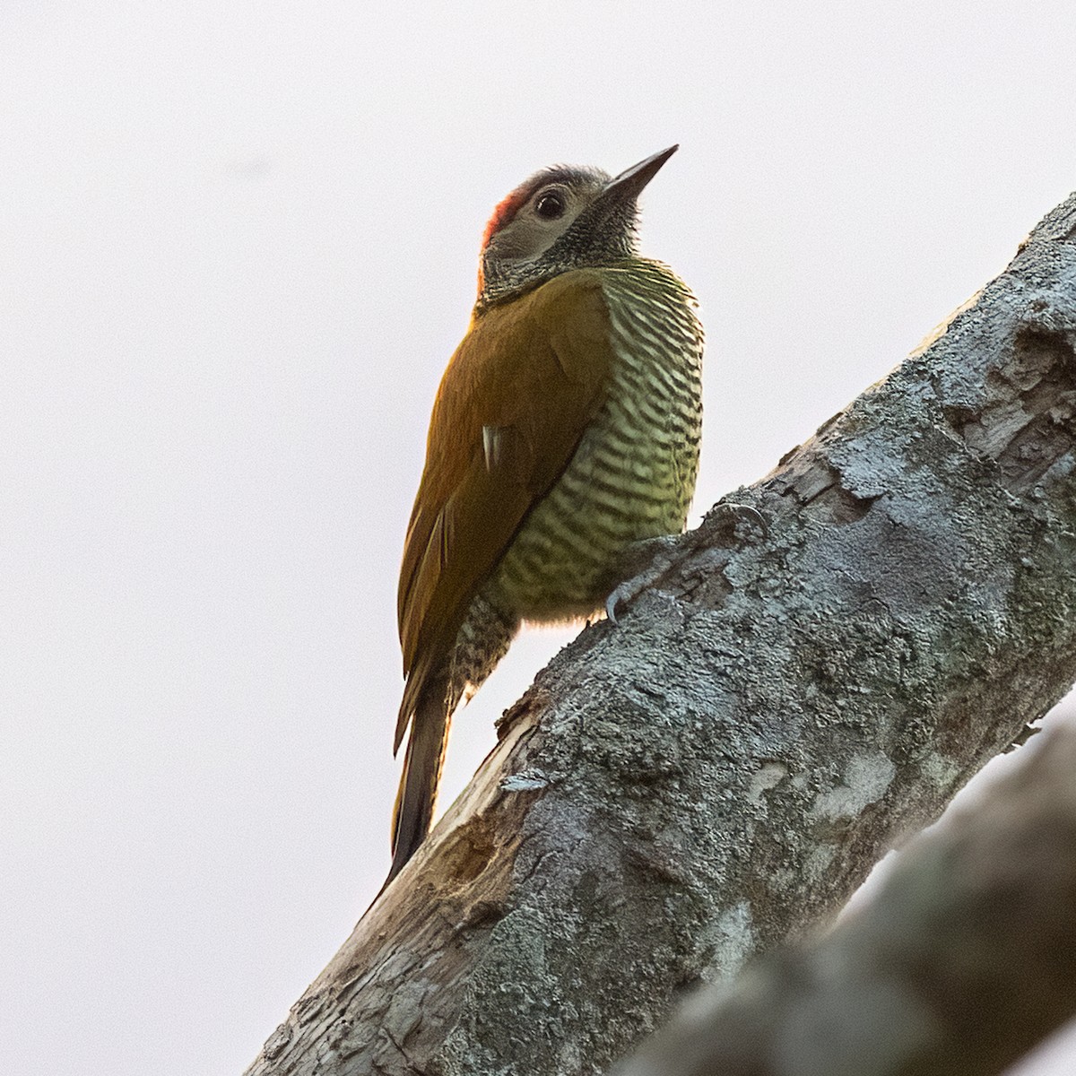 Golden-olive Woodpecker - ML615560686