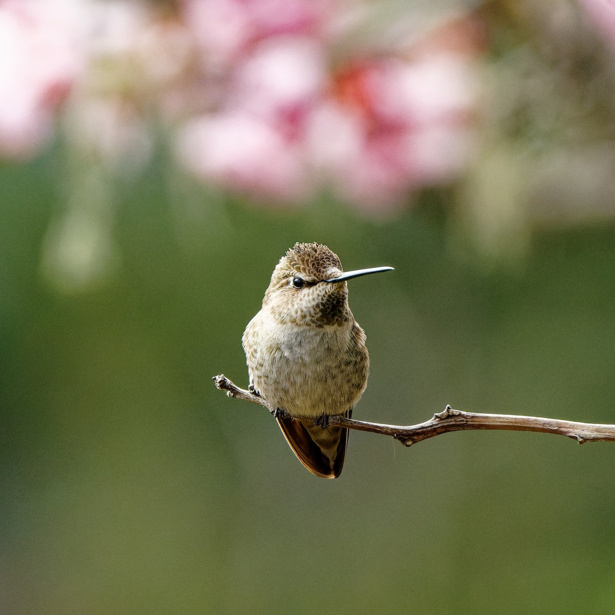 Anna's Hummingbird - ML615560711