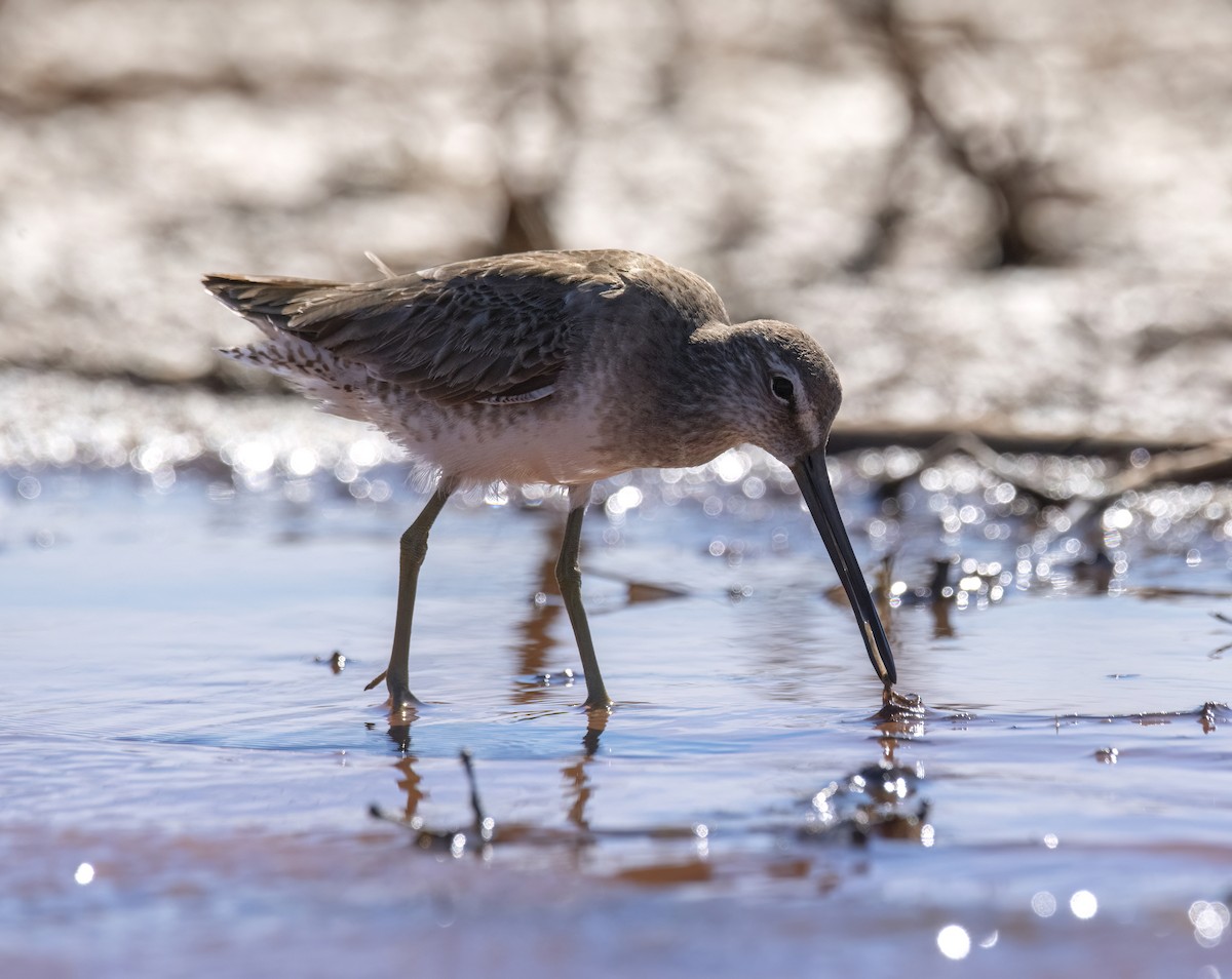 Long-billed Dowitcher - ML615560742